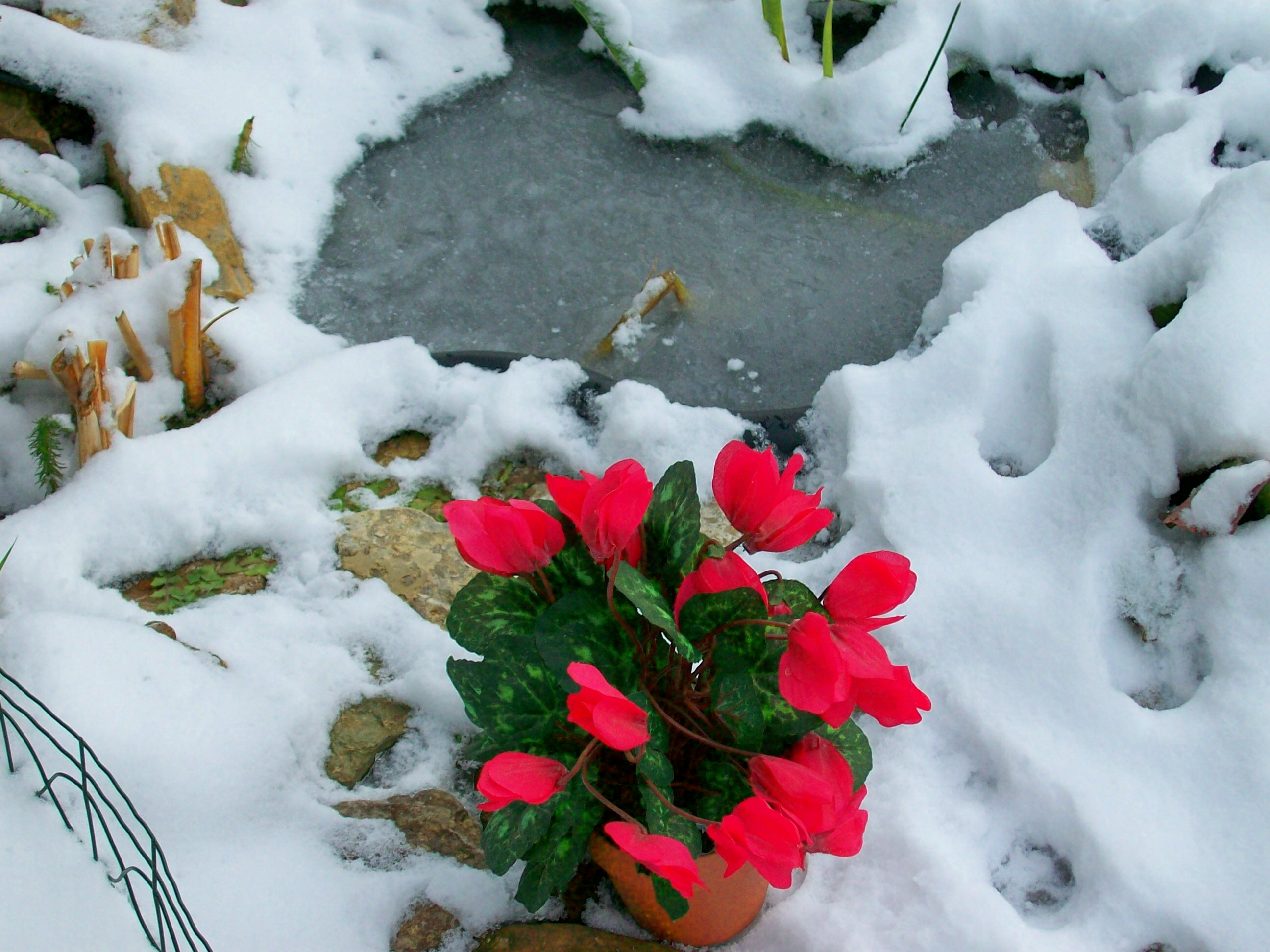 Schneeveilchen