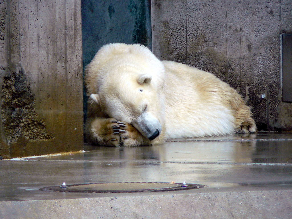 Eisbär Lisa im Zoo München
