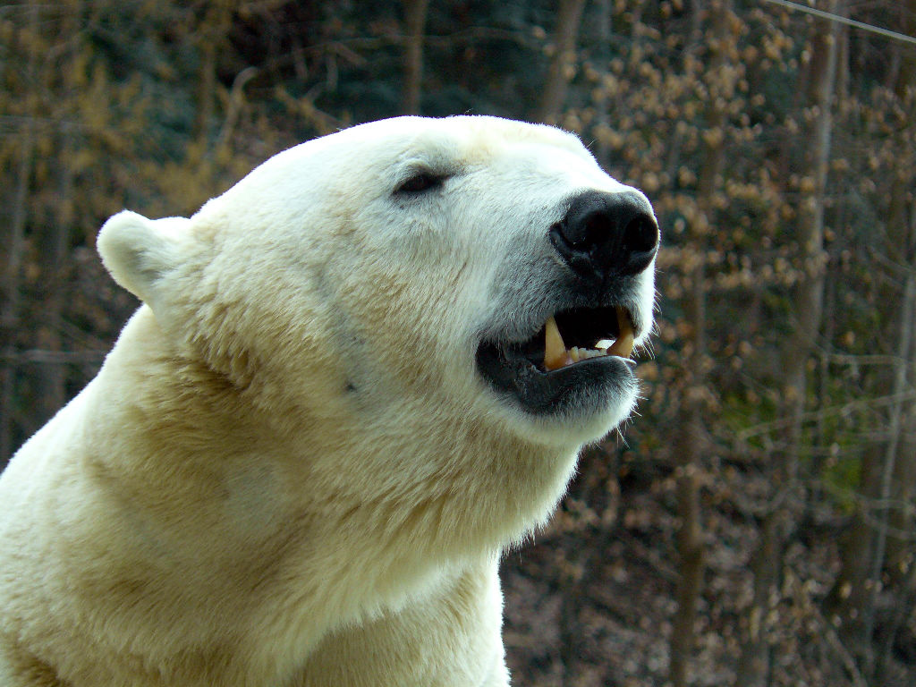 Eisbär Yogli im Zoo München