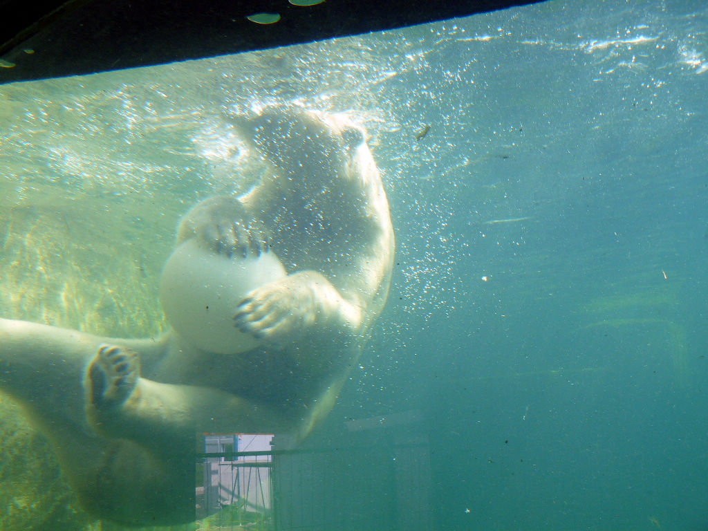 Eisbär Nika im Zoo Karlsruhe